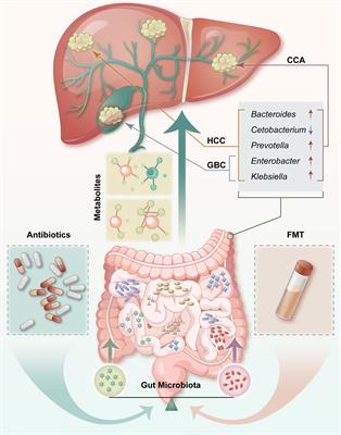 Utilizing Gut Microbiota to Improve Hepatobiliary Tumor Treatments: Recent Advances